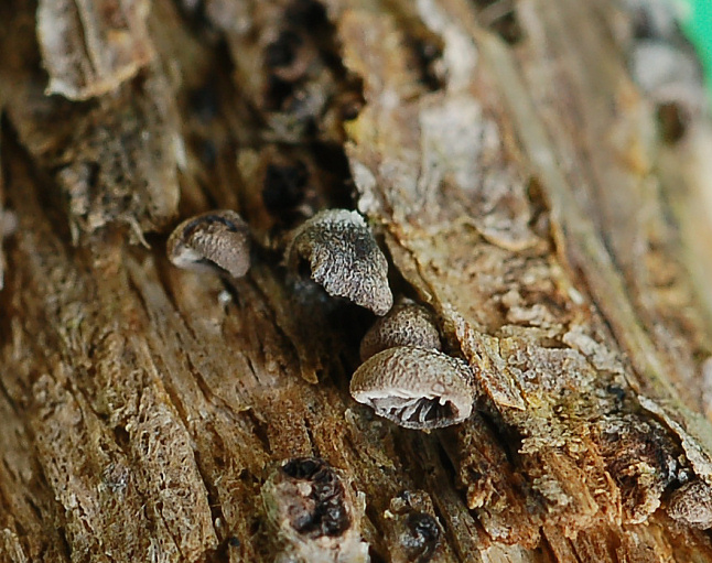 Crepidotus?? (cfr. Resupinatus sp.)